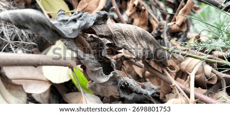 old leaves are altogether present in the same picture