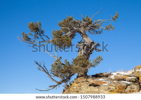 An old limber pine growing on a rocky outcrop in southern Alberta, Canada in winter