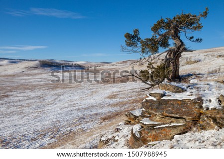 An old limber pine growing on a rocky outcrop in southern Alberta, Canada in winter
