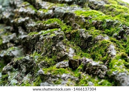 old linden bark covered with moss. relief bark resembles view high mountains wooded from above. texture old bark with moss. Very nice macro plan. moss on bark