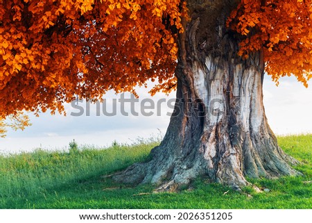 Old linden tree on autumn meadow. Large tree crown with lush orange foliage and thick trunk glowing by sunset light. Landscape photography