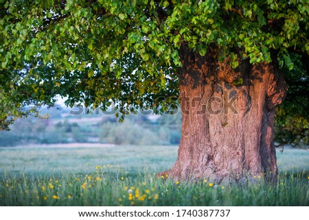 Old linden tree on summer meadow. Large tree crown with lush green foliage and thick trunk glowing by sunset light. Landscape photography