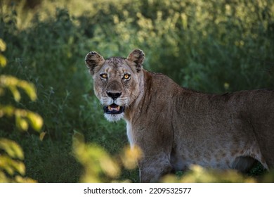 Old Lion Female Death Stare