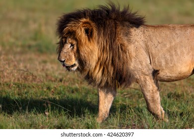 Suchen Sie Nach Old Lion Scarface Marsh Pride Masai Stockbildern In Hd Und Millionen Weiteren Lizenzfreien Stockfotos Illustrationen Und Vektorgrafiken In Der Shutterstock Kollektion Jeden Tag Werden Tausende Neue Hochwertige Bilder Hinzugefugt