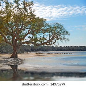Old live oak tree on shore by pretty water