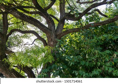 6 Shittim Tree Images, Stock Photos & Vectors | Shutterstock