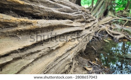 Old Log and Ancient Tree Roots in Rainforest beside small waterfall landscpae.