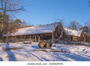 Old Log Animal Barn With Pigs Eating Outside A Snowy Winter Day In Stockholm, Sweden 2022-01-07