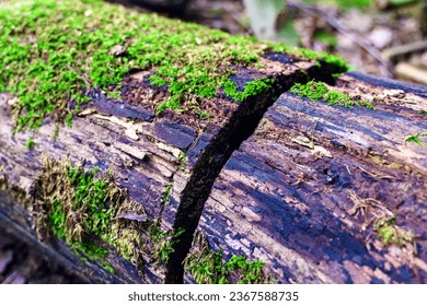 An old log covered with moss in a cut - Powered by Shutterstock