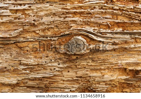 Old log with woodworm holes and burrows created by beatles Anobium punctatum
