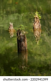  Old Logs On The Red Lake In Romania, A Natural Dam Lake Formed Following The Collapse Of A Slope Due To An Earthquake