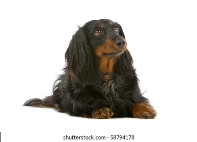 Long Hair Dachshund Images Stock Photos Vectors Shutterstock