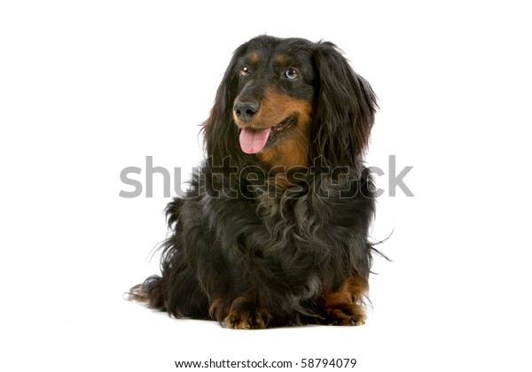 Old Long Haired Black Tan Dachshund Stock Photo Edit Now 58794079