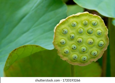 An Old Lotus Flower Head Full Of Seeds Represents A Symbol Of Purity, Enlightenment, Self-regeneration And Rebirth While Growing From Small Pods In A Pond At The Pamplemousse Gardens In Mauritius