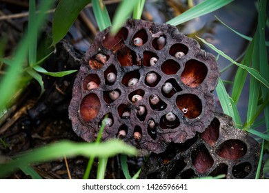 
The old lotus fruit with many holes - Powered by Shutterstock