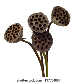 Old Lotus Pod Isolated On White Background