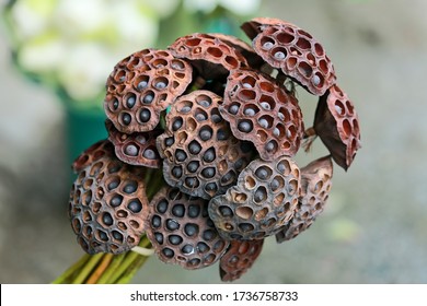 Old lotus pods with seeds lotus. The lotus in the pond is old and wilted to brown. Lotus seeds brown Isolated