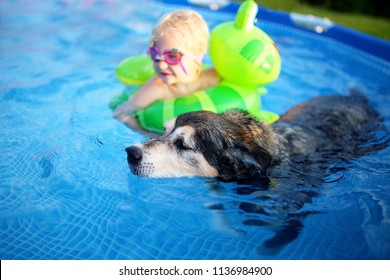 An Old, Loyal, German Shepherd Mix Breed Senior Dog Is Swimming In His Shallow Backyard Above Ground Swimming Pool With His Baby Girl, Who Is In Goggles And A Float.