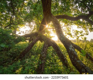 Old lush green oak tree full of fresh leaves in Rogalin, Poland. About 2000 magnificent oaks are found on the banks of the river Warta near Rogalin, among numerous oxbow lakes. - Shutterstock ID 2233973601
