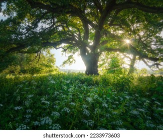 Old lush green oak tree full of fresh leaves in Rogalin, Poland. About 2000 magnificent oaks are found on the banks of the river Warta near Rogalin, among numerous oxbow lakes. - Shutterstock ID 2233973603