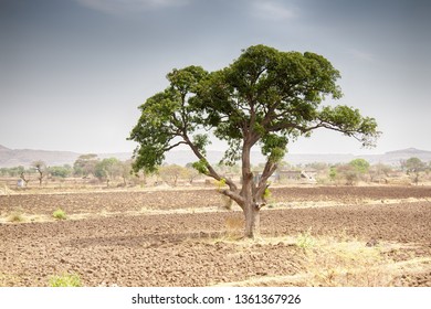 Old Lush Indian Melia (Azadirachta Indica) Among The Fields, Region Kajuraho, India.