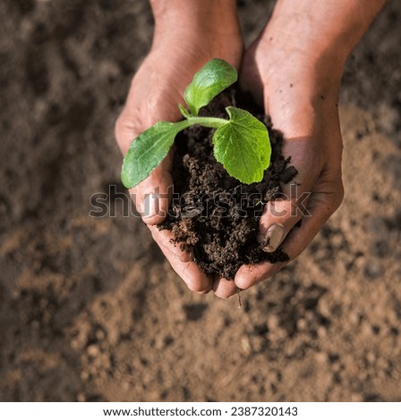 Old male human worker arm help put sow begin young small green salad baby root sunny new life hope hobby. Closeup botany country view good fresh wet fertile humus mud bio eco food crop light concept