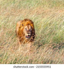 Old male Lion walking on the grass savanna in Masai Mara