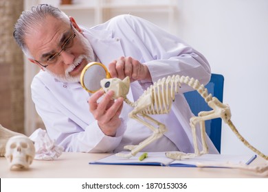 Old Male Paleontologist Examining Ancient Animals At Lab