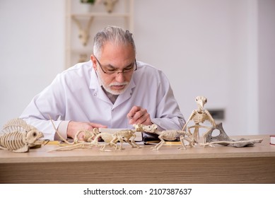 Old Male Paleontologist Examining Ancient Animals At Lab