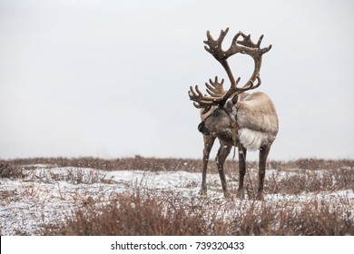 An old male reindeer with magnificent antlers in a heavy snow storm. Khuvsgul, Mongolia.