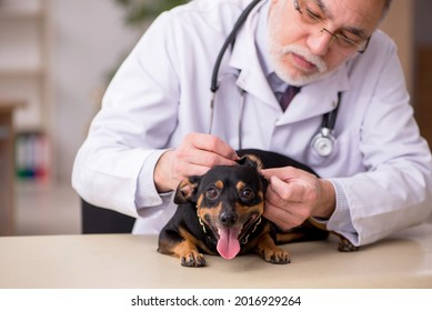 Old male vet doctor examining dog in the clinic - Powered by Shutterstock