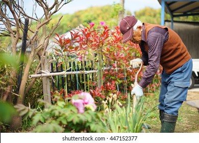 Old Man Agricultural Working In A Field