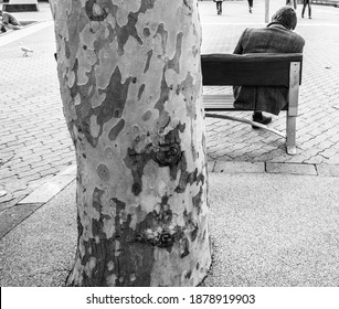 Old Man Asleep On The Bench 