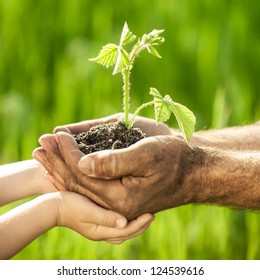 Old Man And Baby Holding Young Plant In Hands Against Spring Green Background. Ecology Concept