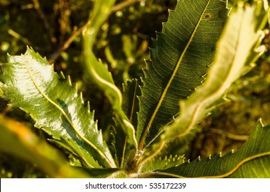 Old Man Banksia Leaves