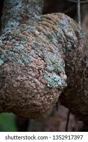 Old Man Banksia Trunk