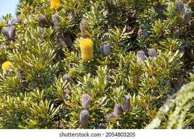 Old Man Banskia Flower (Banksia Serrata) 