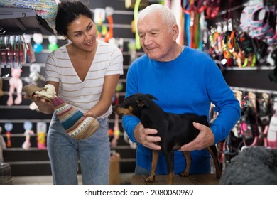 Old Man Buying Clothing For His Little Dog In Pet Shop. Asian Woman Salesroom Worker Offering Cozy Sweater To Him.