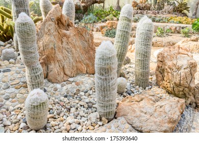 Old Man Cactus Plant.