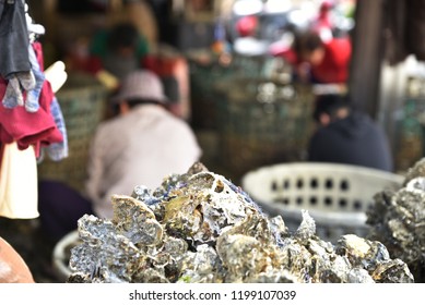 Old Man Collecting Oysters