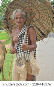 An Old Man Cow Herder With Farmer Standing Between Field And Road To Guide The Cattle 