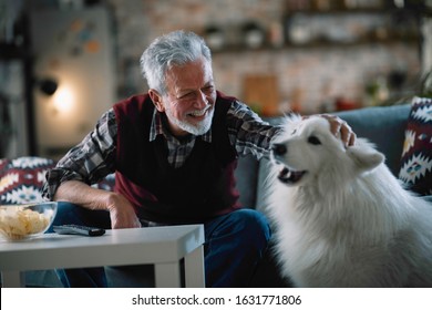 Old Man With Dog. Senior Man Pet His Samoyed Dog. 