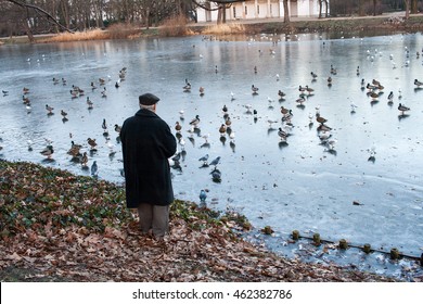 Old Man Feeding Ducks On A Lake In Winter Or Autumn