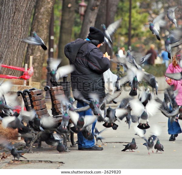 Old Man Feeding Pigeon Park Stock Photo (Edit Now) 2629820