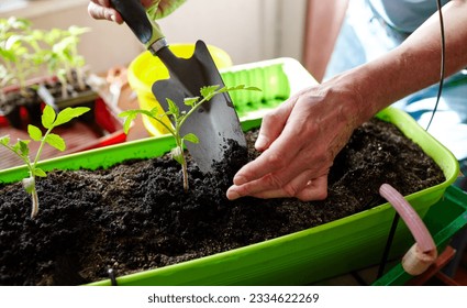 Old man gardening in home greenhouse. Men's hands planting tomato seedlings in the soil, selective focus. Planting and gardening at springtime - Powered by Shutterstock