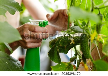 Old man gardening in home greenhouse. Men's hands hold spray bottle and watering the cucumber plant