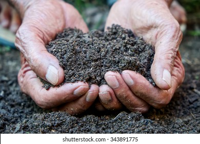  The Old Man Hand Holding Soil, Organic Plant Fertilizer On Hand For Plantation