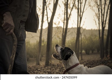 Old Man With His Dog Searching Truffle In A Forest