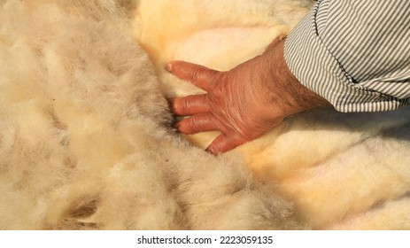 Old Man Holding A Sheep's Wool With His Hand