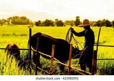 old man leash Buffalo fields countryside evening.